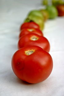 蕃茄,蔬菜,红色,厂,水果,性质,花园,收获,颜色,食品,nachtschattengew chs,厨师,吃,新鲜,夏季,健康,素食主义者,维生素